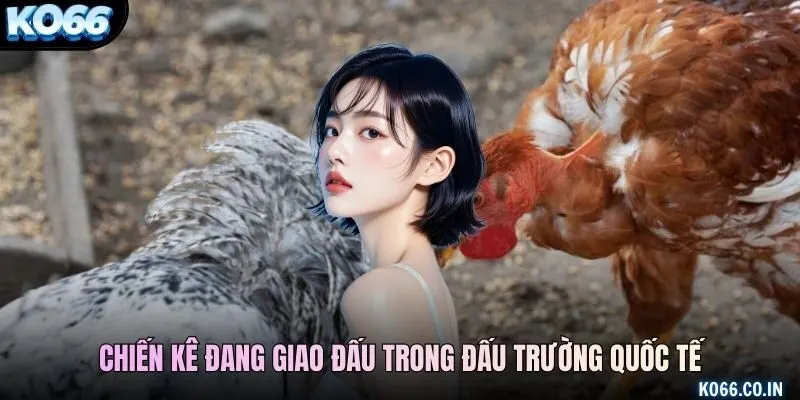 Chiến kê đang giao đấu trong đấu trường quốc tế