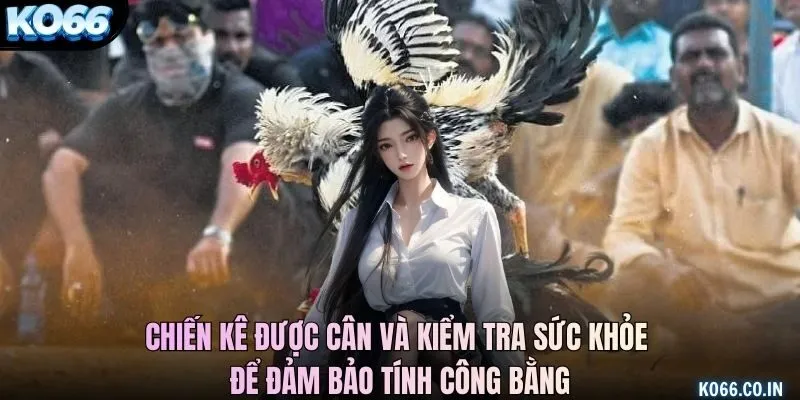 Chiến kê được cân và kiểm tra sức khỏe để đảm bảo tính công bằng