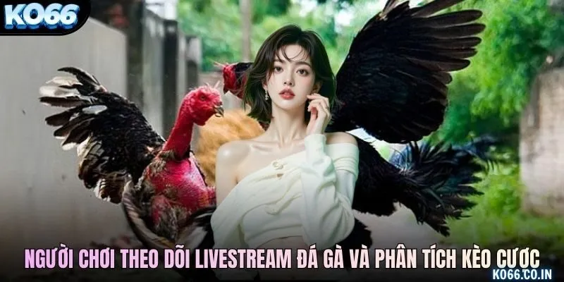 Người chơi theo dõi livestream đá gà và phân tích kèo cược